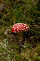 Fly Amanita growing in the forest