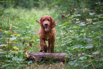 Portrait of a red Irish setter puppy in motion, the puppy runs