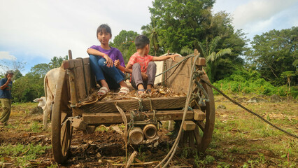 Fototapeta na wymiar Adorable kids in a oxcart on the farm