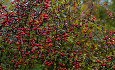 Red fruit of Crataegus monogyna, known as hawthorn or single-seeded hawthorn wet in the rain.. Branch with Hawthorn berries in garden.