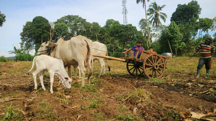 Adorable kids in a oxcart on the farm