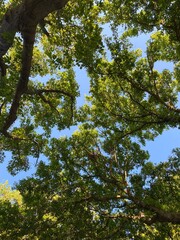Sky view from ground
A clear sky view with trees from ground in a sunny day.
