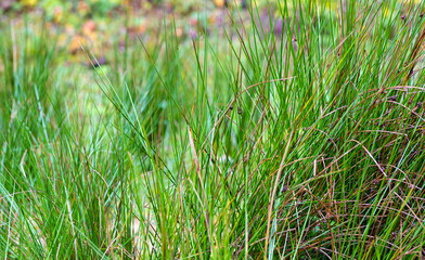 green grass background