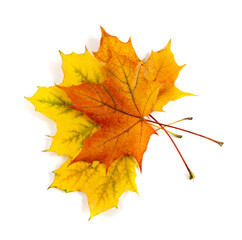 Maple Leaf Isolated. Colored Autumn Tree Leaves