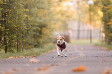 Dog in the park in autumn. Happy Jack Russell Terrier dog in colorful leaves in nature. Maple leaves. Fall season. Autumn