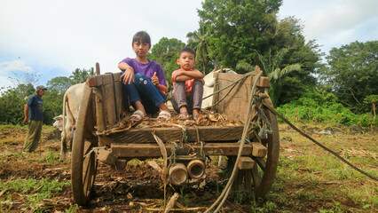 Obraz premium Adorable kids in a oxcart on the farm
