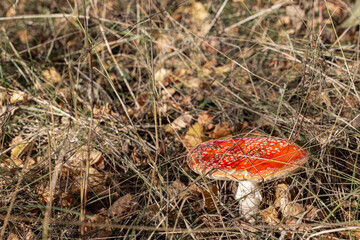 red fly agaric in the autumn forest