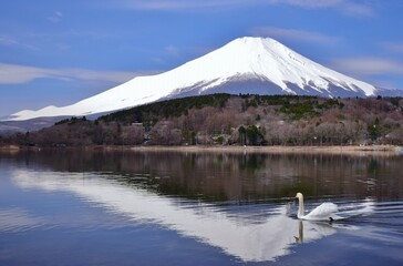 山中湖を優雅に泳ぐ白鳥と富士山