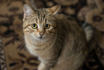 Naklejka na ściany i meble beautiful striped European shorthair cat lies