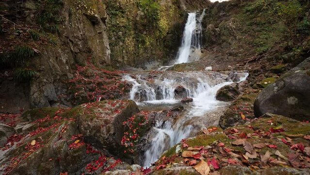 Waterfall at autumn forest, with original sound of water, roar of stream running at rocky area. Brightly colored fallen leaves lie on stones around. Soft natural light at evening hour