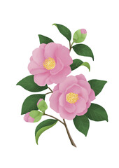 水彩画風のピンク色の椿の花と緑の葉の和風イラスト