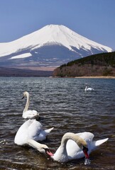 山中湖を優雅に泳ぐ白鳥と富士山