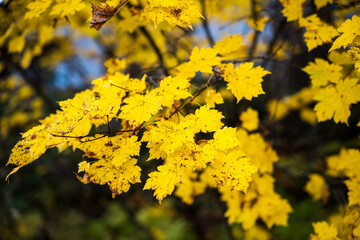 尾瀬の紅葉