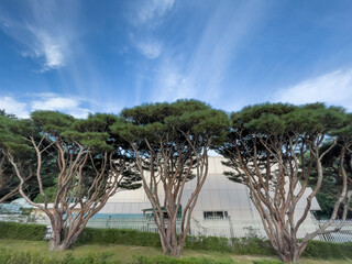 소나무 파인트리 청와대 푸른하늘 나무