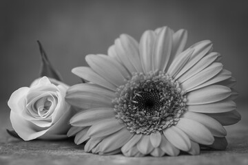 Black and white rose and daisy still life macro