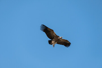 Griffon Vulture (Gyps fulvus) in flight in Monfrague National Park, Extremadura, Spain.