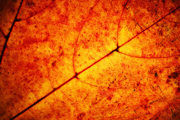 Yellow autumn leaf background. Vibrant golden color natural veins texture. Closeup macro orange fall pattern. Red natural autumn season texture. Dry, orange leaves.
