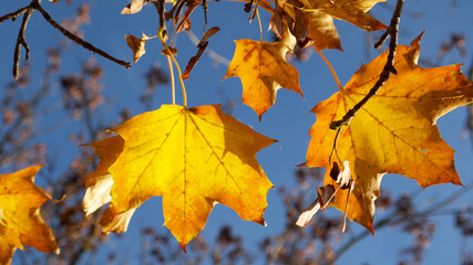 yellow maple leaves on the tree branch on the blue sky background on a sunny autumn day