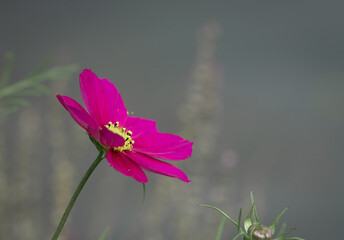 Late summer flower against a gloomy sky