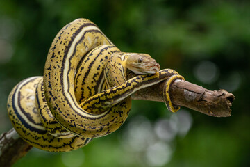 A unique striped yellow morph reticulated python Malayopython reticulatus curls its body on tree branch with bokeh background 