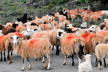 Schafe bei Rethymno, Kreta, Griechenland, Europa