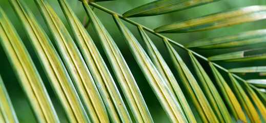 abstract stunning green leaf texture, tropical leaf foliage nature shine green background
