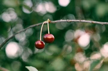 Two ripe berries hang on a cherry branch, beautiful ripe and juicy dark red cherries, a garden still life