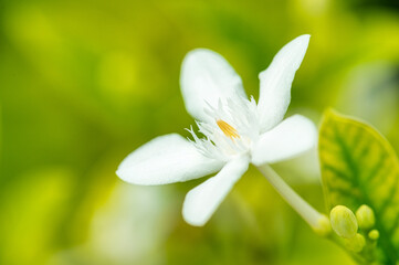 White flower in the garden. nature background.