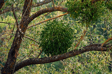 An old branchy tree grows in the forest, the bark of the tree is covered with moss and fungus, green bushes grow on the branches, parasites - mistletoe, a natural symbiosis