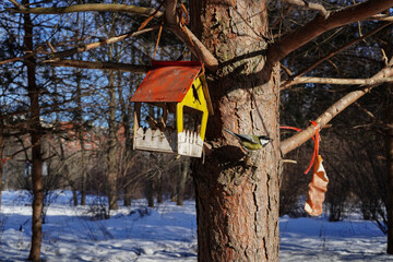 A yellow-green Great Tit with a sunflower seed in its beak sits on a limb of a coniferous tree next to a bird feeder, with some pork tallow left by someone for the tits.