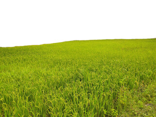 Green Paddy field 