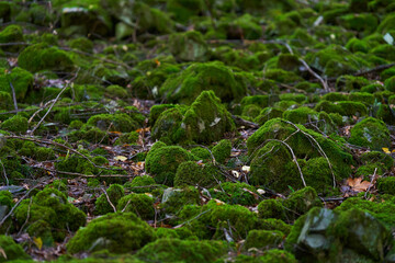Enchanted forest covered in moss