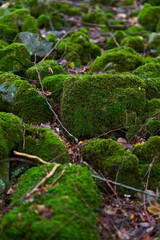 Enchanted forest covered in moss