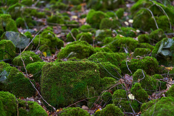 Enchanted forest covered in moss