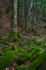 Enchanted forest covered in moss