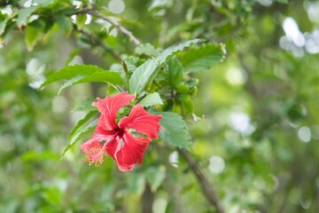 Closeup of the Hibiscus rosa-sinensis, China rose, shoeblack plant.
