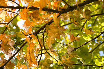 autumn leaves in the sun