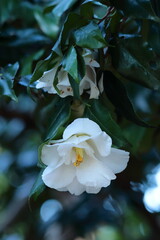 厳冬に凛と咲く