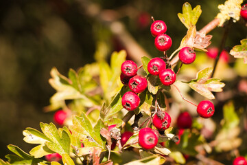 Hawthorn berries in a sun