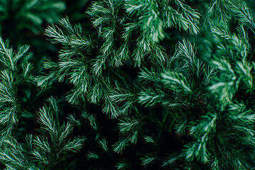 Top view of green fir tree ush foliage natural background.