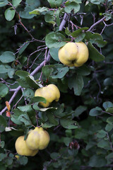 yellow ripe quinces on the branch of the tree