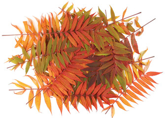 Obraz premium Autumn leaves of Rhus typhina tree background. Creative layout made of colorful autumn branches, top view. Flat lay. Nature concept.