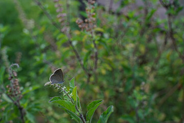 A small butterfly perched on a flower bed and was injured by a broken wing.	