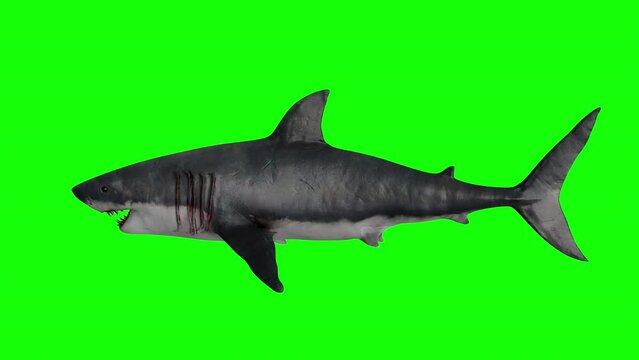 an animated shark isolated on a green background. a 3d shark swimming