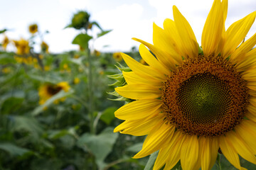 Sunflower head close-up on the background of the field