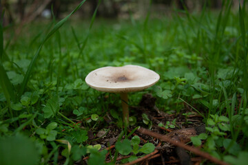 wild mushrooms and fungi in their natural mountain environment