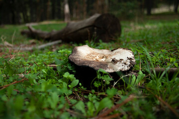 wild mushrooms and fungi in their natural mountain environment