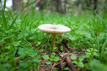 wild mushrooms and fungi in their natural mountain environment