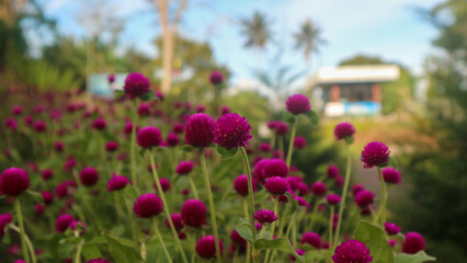 Fototapeta na wymiar amazing purple flowers in the garden