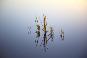 Small reed reflected in a calm water, selective focus